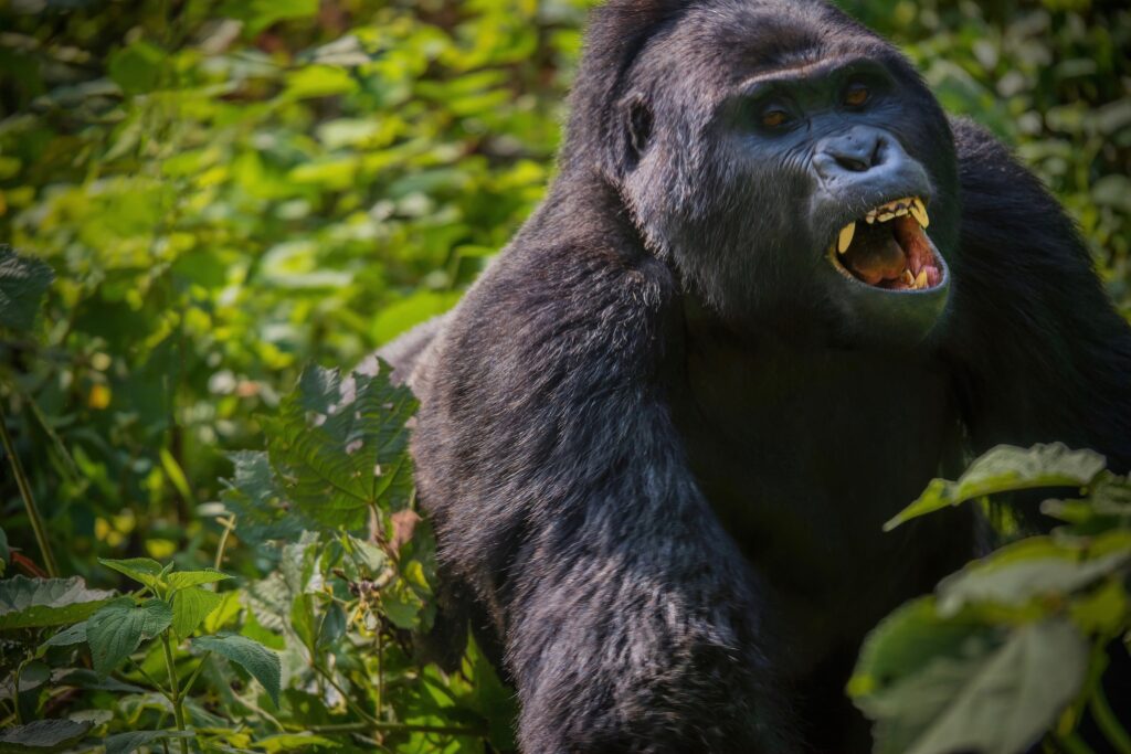 Gorilla Trekking in Bwindi Impenetrable National Park: An Ultimate Adventure with Trahybes Adventure Safaris