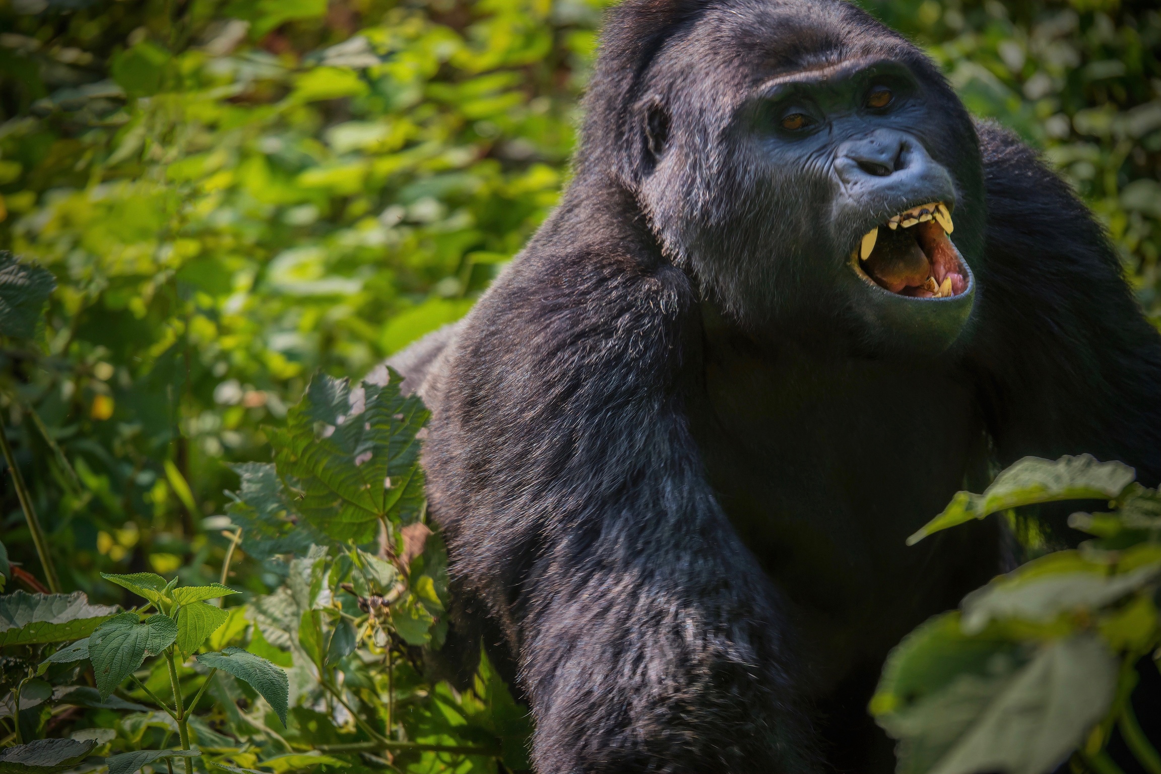 Gorilla Trekking in Bwindi Impenetrable National Park: An Ultimate Adventure with Trahybes Adventure Safaris