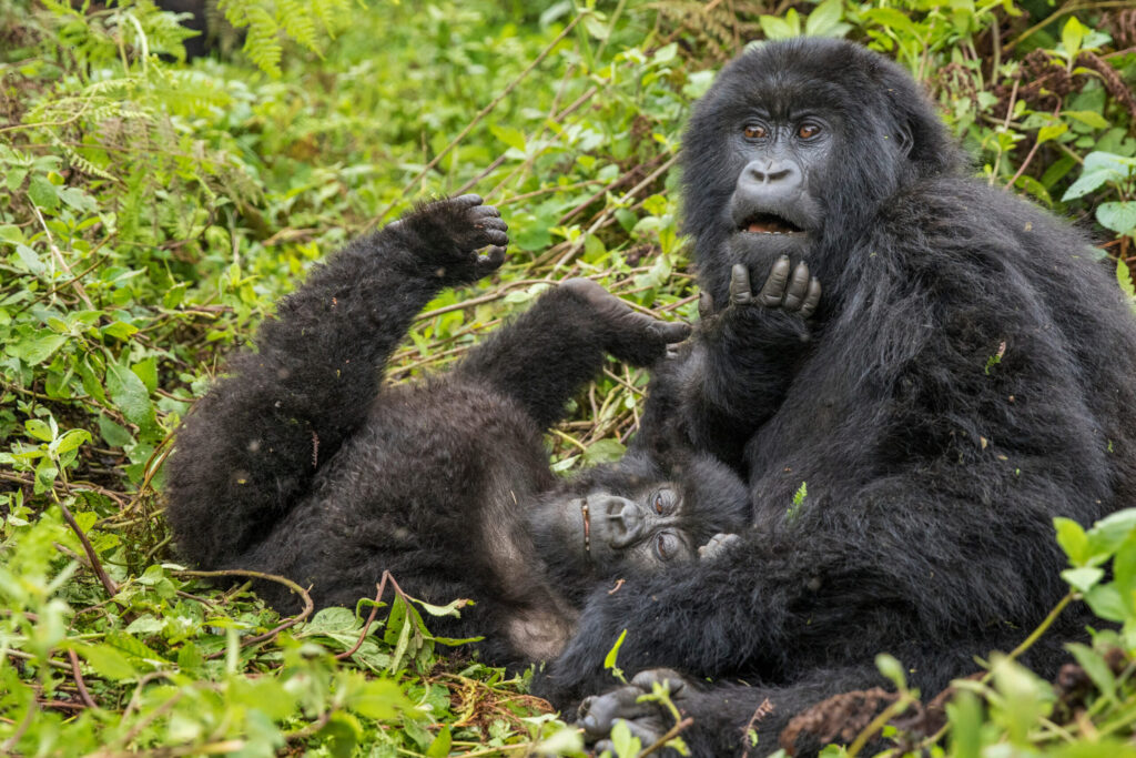 Why Gorilla Trekking in Uganda Is the Ultimate Bucket List Experience