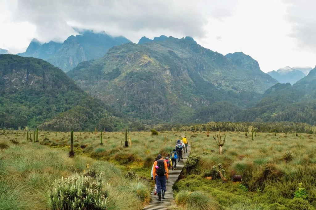 Hiking to the Rwenzori Mountains: A Majestic Adventure with Trahybes Adventure Safaris