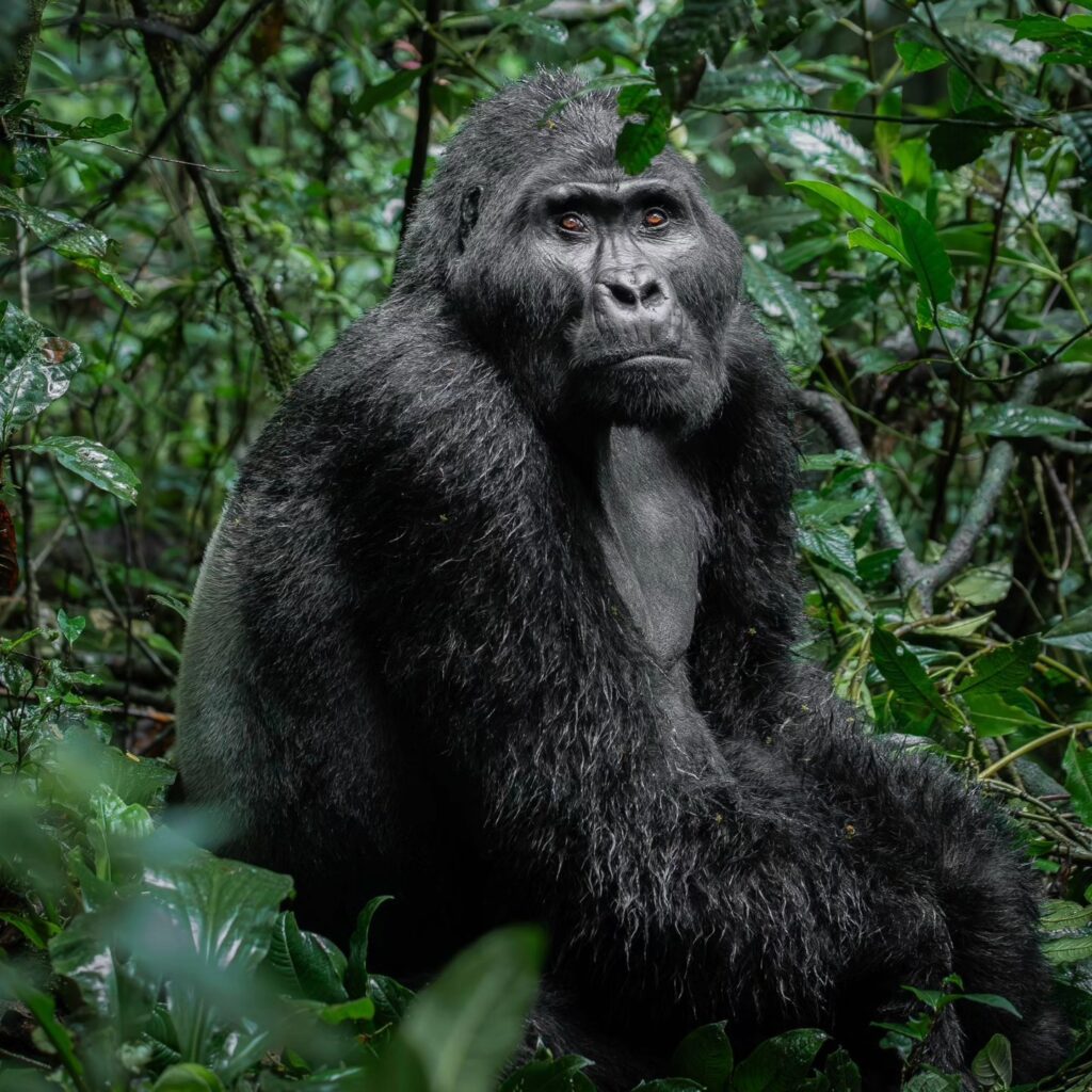Bwindi Impenetrable National Park