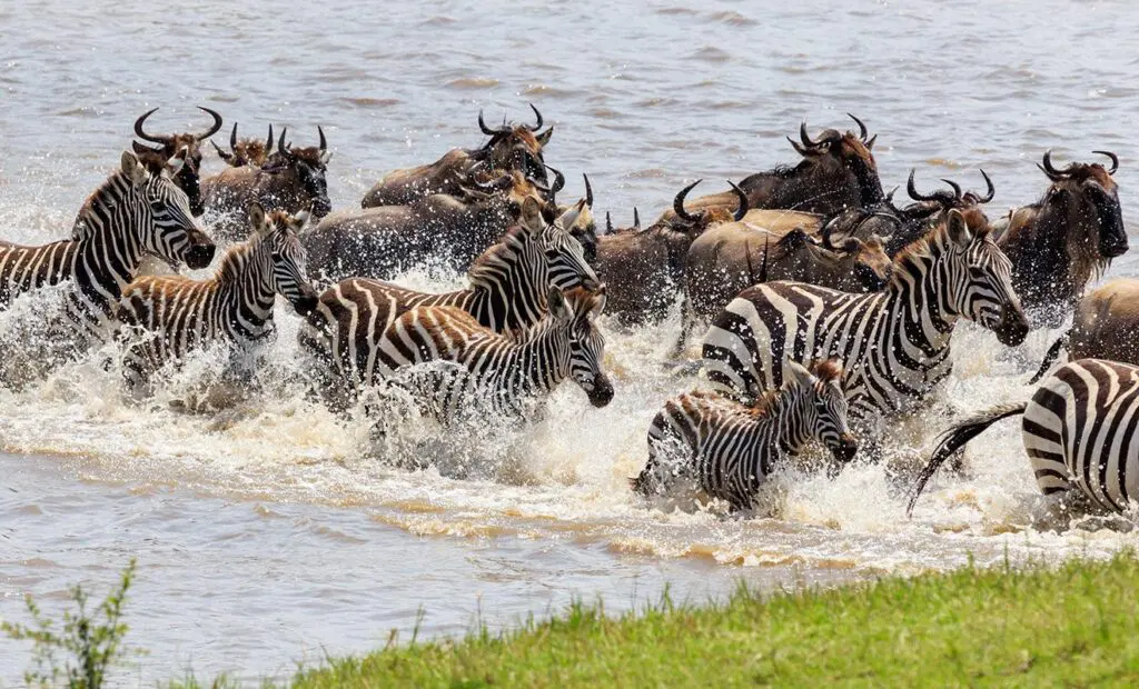 Serengeti Migration Safari 8 Days