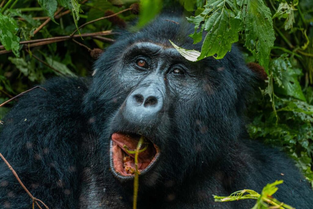 Classic 7 Day Uganda Gorilla Trekking and Wildlife Safari