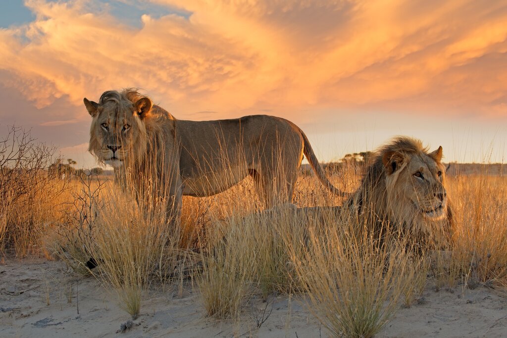 Budget Group Safari 5 Days Namibia Highlights