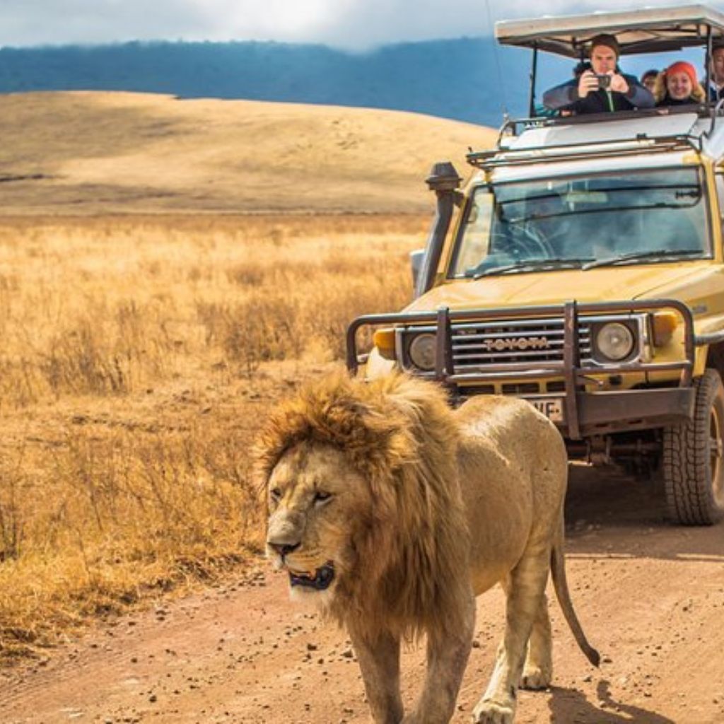 Tailored Safari Experiences